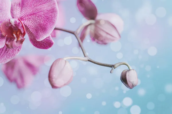 Hermosa Rosa Delicada Orquídea Floreciente Sobre Fondo Bokeh Azul — Foto de Stock