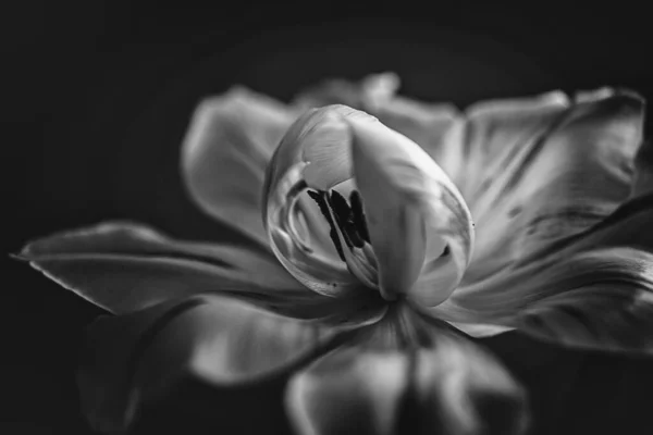 Bella Primavera Delicata Giallo Singolo Tulipano Primo Piano Sfondo — Foto Stock