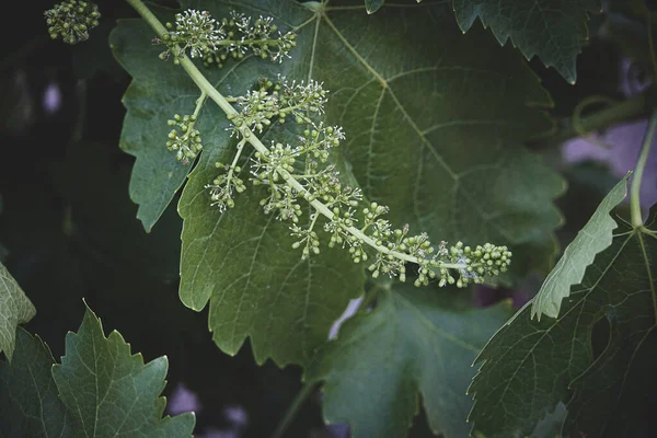 Belle Fleur Raisin Sur Fond Vert Feuilles Sur Vigne Jour — Photo