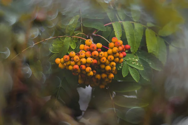 Vacker Röd Rönn Bakgrund Gröna Blad Närbild Varm Sommardag Med — Stockfoto