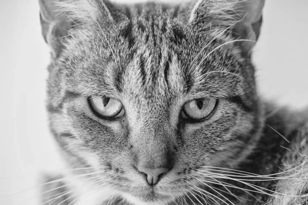Vacker Trött Grå Tabby Katt Närbild — Stockfoto