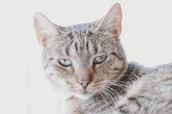 Vacker Trött Grå Tabby Katt Närbild — Stockfoto
