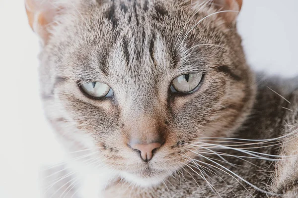Beautiful Tired Gray Tabby Cat Close — Stock Photo, Image