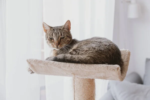 Schöne Müde Grau Gestromte Katze Nahaufnahme — Stockfoto