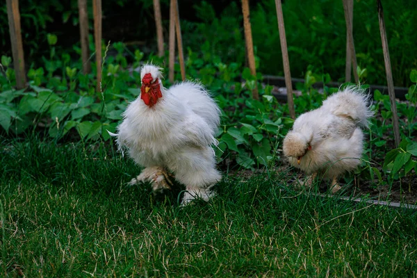 Găini Frumoase Rasă Pură Iarba Verde Din Grădină Într Vară — Fotografie, imagine de stoc