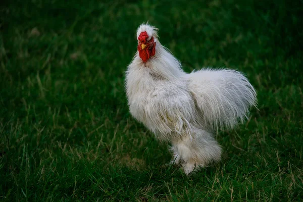 夏の有機農業の日に庭の緑の草の上の美しい純血種の鶏 — ストック写真