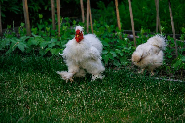 Găini Frumoase Rasă Pură Iarba Verde Din Grădină Într Vară — Fotografie, imagine de stoc