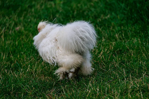 Belles Poules Race Pure Sur Herbe Verte Dans Jardin Lors — Photo