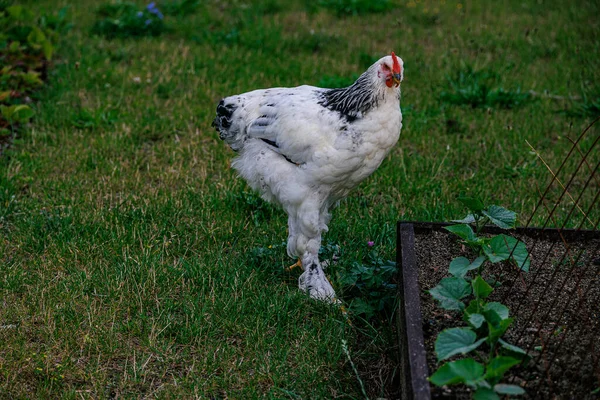 Găini Frumoase Rasă Pură Iarba Verde Din Grădină Într Vară — Fotografie, imagine de stoc