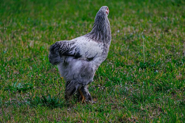 Schöne Reinrassige Hühner Auf Dem Grünen Gras Garten Einem Sommertag — Stockfoto