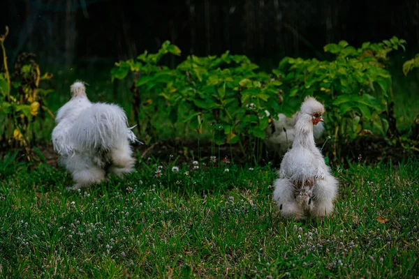 Belles Poules Race Pure Sur Herbe Verte Dans Jardin Lors — Photo