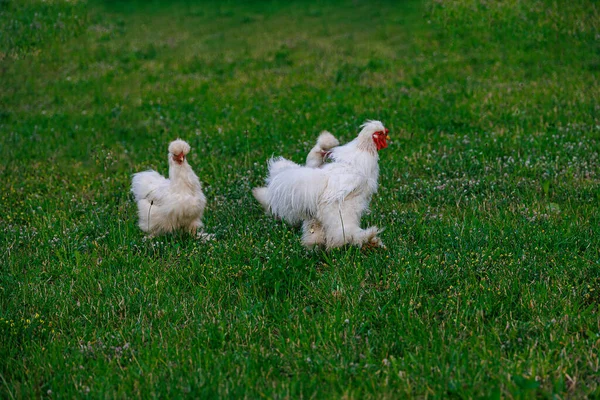 Beautiful Purebred Hens Green Grass Garden Summer Day Organic Farming — Stock Photo, Image