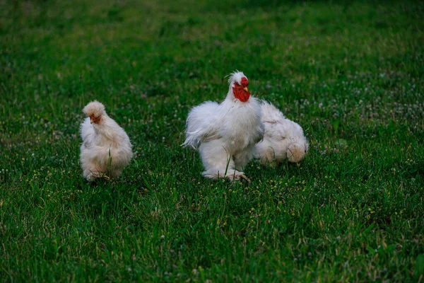 Beautiful Purebred Hens Green Grass Garden Summer Day Organic Farming — Stock Photo, Image