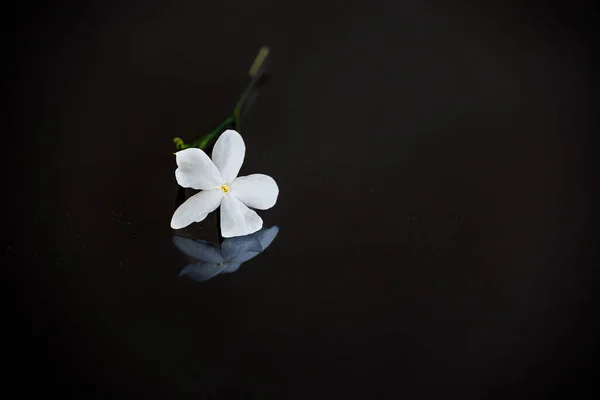 背景に美しい小さな繊細なシングルジャスミンの花をクローズアップ — ストック写真