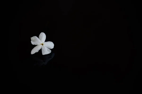 背景に美しい小さな繊細なシングルジャスミンの花をクローズアップ — ストック写真