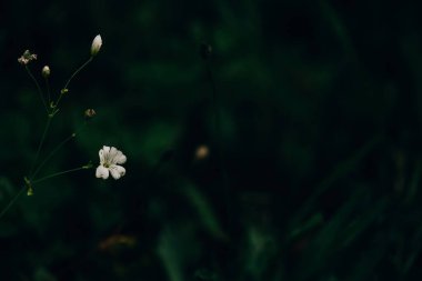 Avrupa 'da sıcacık bir yaz gününde, çayırdaki güzel kır çiçekleri.