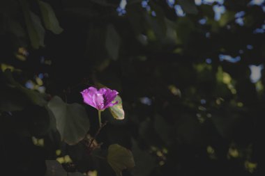 İspanya 'da bir yaz gününde, yeşil yapraklardan oluşan bir arka planda, ağaçtaki güzel mor çiçek.