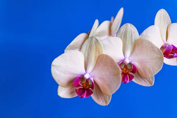 Hermosa Orquídea Amarilla Sobre Fondo Azul Primer Plano — Foto de Stock
