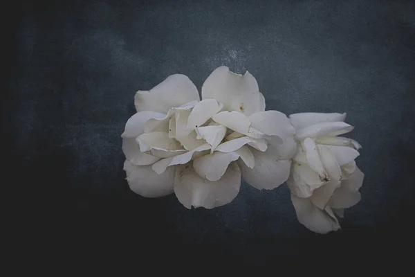 Schöne Weiße Zarte Rose Auf Einem Dunklen Hintergrund Nahaufnahme — Stockfoto