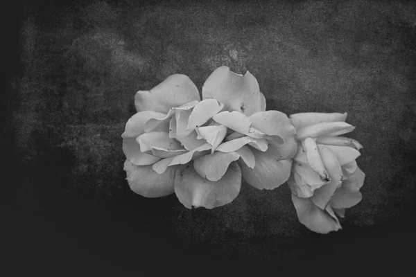 Schöne Weiße Zarte Rose Auf Einem Dunklen Hintergrund Nahaufnahme — Stockfoto
