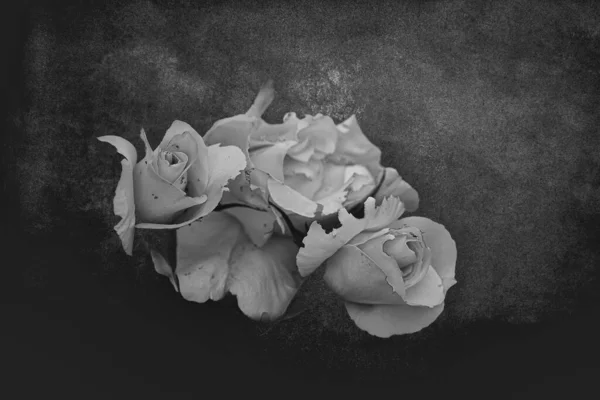 暗い背景に美しい白の繊細なバラが — ストック写真