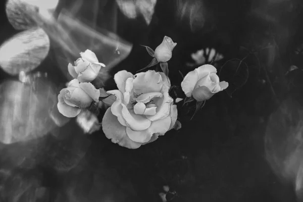 아름다운 장미가 어두운 배경을 있었다 — 스톡 사진