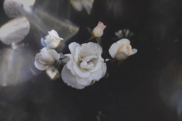 Beautiful white delicate rose on a dark background closeup