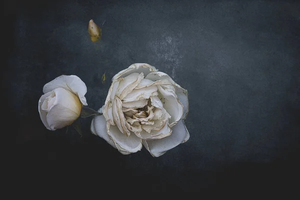 Bela Rosa Delicada Branca Fundo Escuro Closeup — Fotografia de Stock