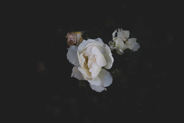 Krásná Bílá Jemná Růže Tmavém Pozadí Detailní — Stock fotografie