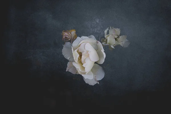 Belle Rose Blanche Délicate Sur Fond Sombre Gros Plan — Photo