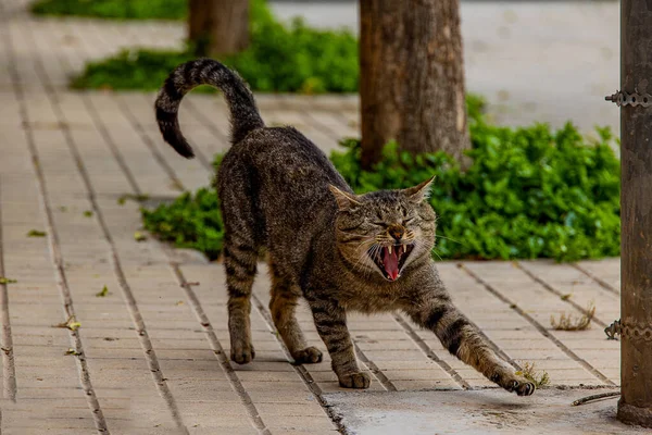 Mooie Grijze Kat Stretching Straat Een Zonnige Warme Dag — Stockfoto