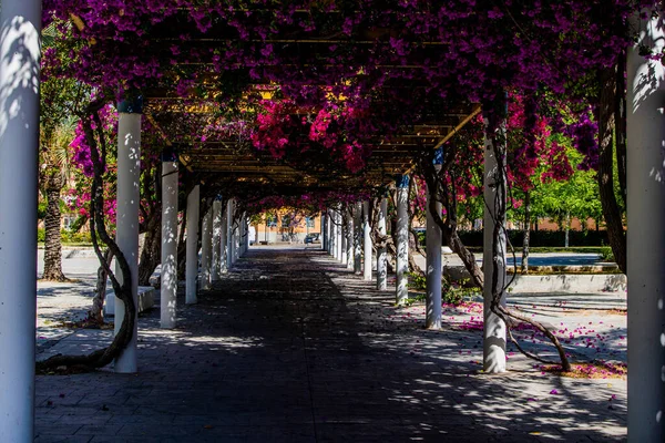 Красивая Дорожка Парке Весенний День Цветущими Фиолетовыми Буганвилиями — стоковое фото