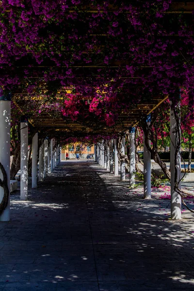 Bella Passerella Nel Parco Una Giornata Primavera Con Fioritura Fiori — Foto Stock