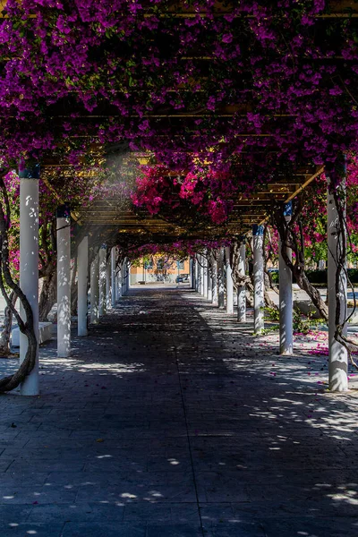 Beautiful Walkway Park Spring Day Blooming Purple Buganvilias Flowers — Stock Photo, Image