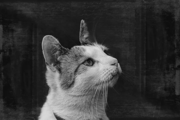 Vacker Porträtt Vit Grå Rödhårig Katt Svart Bakgrund — Stockfoto