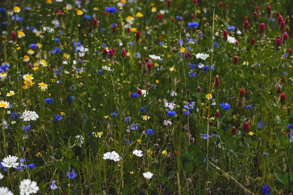 Hermosas Flores Silvestres Prado Primer Plano Europa Cálido Día Verano — Foto de Stock