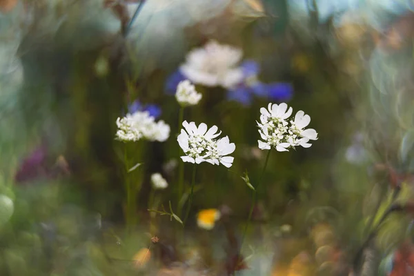 Belles Fleurs Sauvages Dans Pré Close Europe Par Une Chaude — Photo