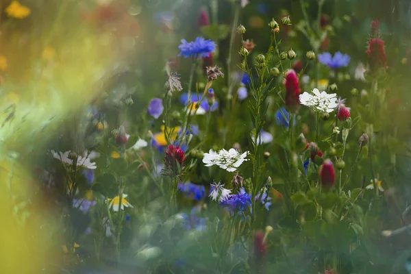 Belles Fleurs Sauvages Dans Pré Close Europe Par Une Chaude — Photo