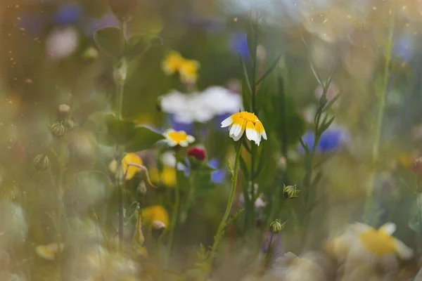 Hermosas Flores Silvestres Prado Primer Plano Europa Cálido Día Verano —  Fotos de Stock