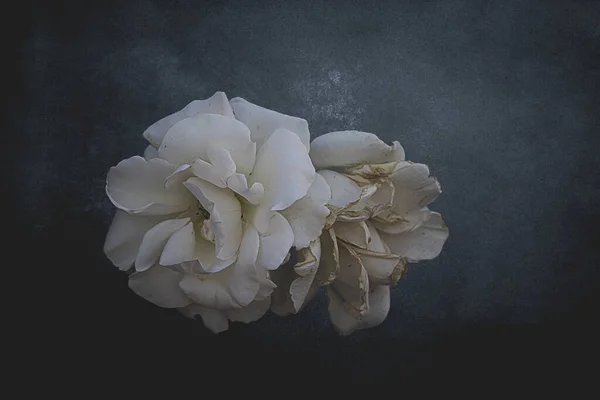 Όμορφο Λευκό Λεπτό Τριαντάφυλλο Σκούρο Φόντο Closeup Εικόνα Αρχείου