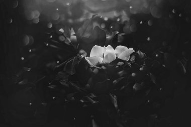 güzel büyük beyaz manolya bir arka planda koyu yeşil yapraklar bahar günü bir ağaçta