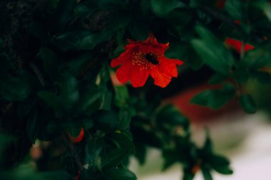 Güzel kırmızı nar çiçeği bir bahar günü bahçedeki bir ağaçta yeşil bir arka planda