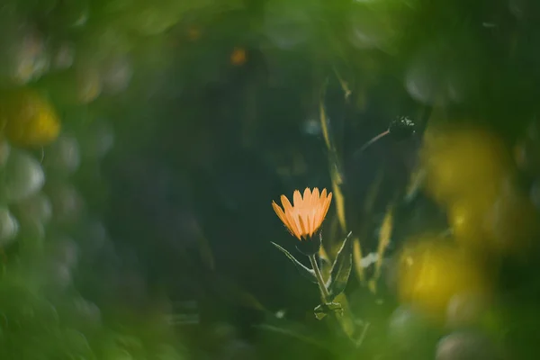 Bela Pequena Flor Amarela Fundo Bokeh Prado Primavera — Fotografia de Stock