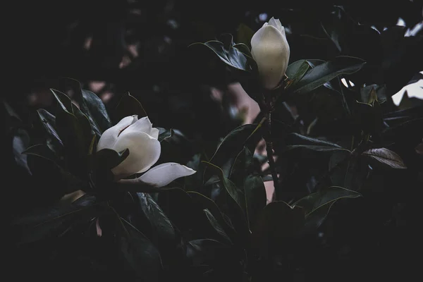 Bella Magnolia Bianca Grande Uno Sfondo Foglie Verde Scuro Albero — Foto Stock