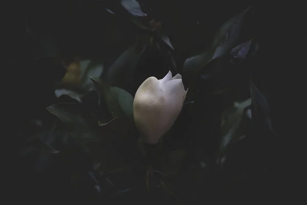 Bella Magnolia Bianca Grande Uno Sfondo Foglie Verde Scuro Albero — Foto Stock