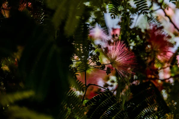 Красива Весняна Квітка Альбіція Джулібіссін Дереві Теплий День Крупним Планом — стокове фото
