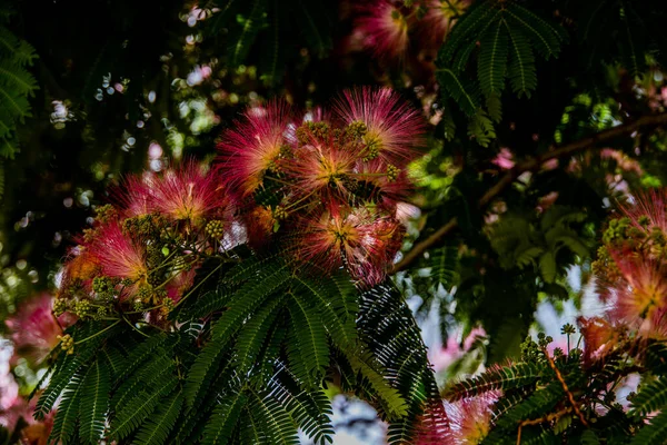 Beautiful Spring Flower Albizia Julibrissin Tree Warm Day Close — Stock Photo, Image