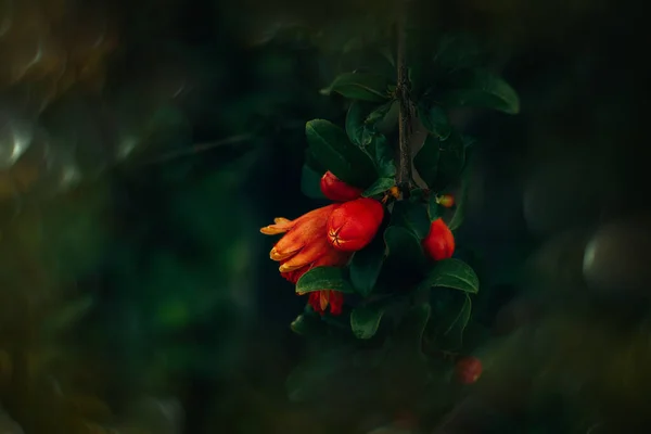 Mooie Rode Granaatappel Bloem Een Boom Tuin Een Lentedag Tegen — Stockfoto