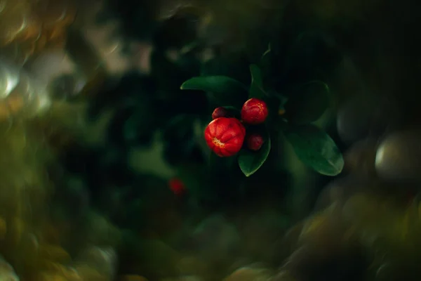 Красивый Красный Гранатовый Цветок Дереве Саду Весенний День Зеленом Фоне — стоковое фото