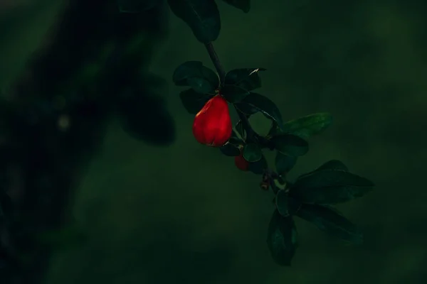 Bela Flor Romã Vermelha Uma Árvore Jardim Dia Primavera Contra — Fotografia de Stock